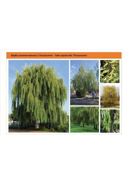 Ива золотисто волосистая Хрисокома